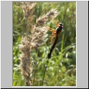 Dolichomitus sp - Schlupfwespe 23 32mm - OS-Hasbergen-Holzlagerplatz.jpg